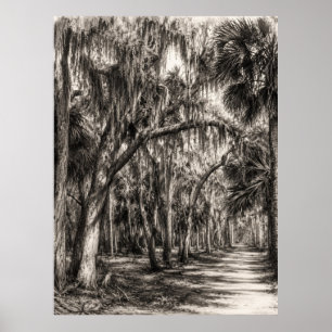 Oude Florida Oak Hammock Grafiet Schets Rockledg Poster