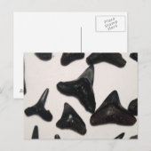 Oude Florida Shark Tanden Kaak Fossielen Briefkaart (Voorkant / Achterkant)