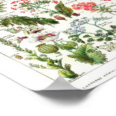 Oude Franse botanische poster (Hoek)