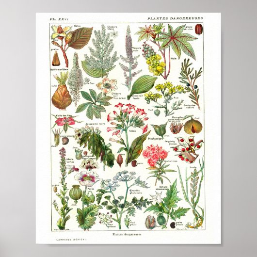 Oude Franse botanische poster (Voorkant)