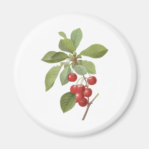 Oude Fruit Kers Voedsel, Kersen door Redoute Magneet