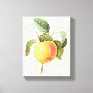 Oude Fruit Voedsel, Calville Appel door Redoute Canvas Afdruk