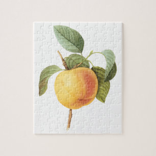 Oude Fruit Voedsel, Calville Appel door Redoute Legpuzzel