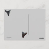 Oude gefossiliseerde haaientanden Florida Beach Tr Briefkaart (Achterkant)