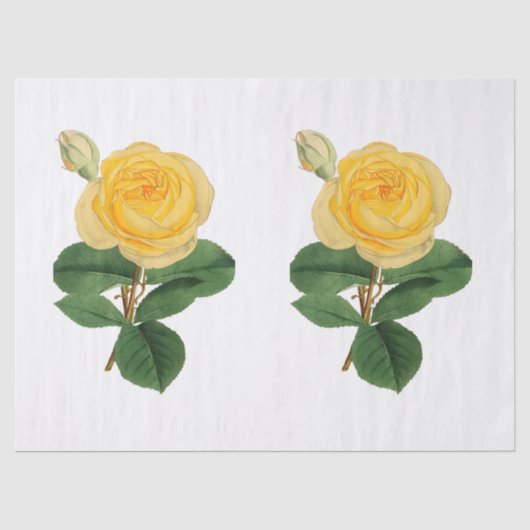 Oude gele roos bloem tissuepapier (Voorkant)