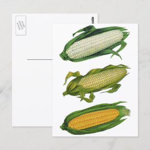 Oude Gezonde Groenten Voedsel, Verse Maïs op de Ko Briefkaart