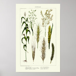 Oude graansoorten tarwe, rogge, gerst, haver poster