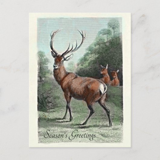 Oude hertenbok ingekleurd Seizoensgroeten Briefkaart (Voorkant)