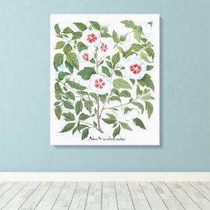 Oude Hibiscus Bloemen door Basilius Besler Canvas Afdruk