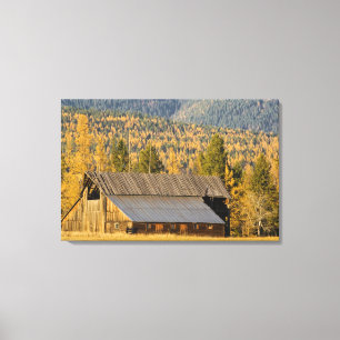 Oude houten schuur met herfsttamarakken in de buur canvas afdruk