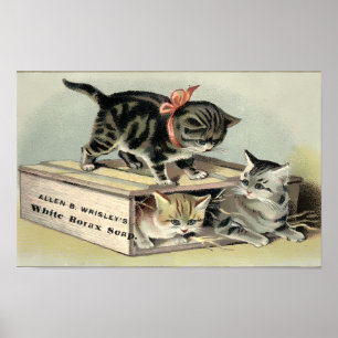 Oude katjes uit het Victoriaanse tijdperk op zeepa Poster