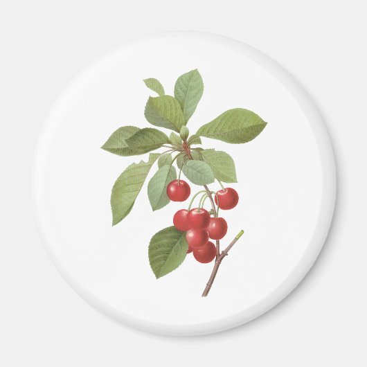 Oude kersenvoedsel, kersen van Redoute Magneet (Voorkant)