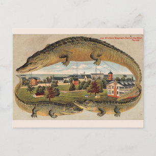 Oude Key West Alligator Prentbrief Briefkaart