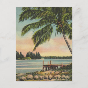 Oude Kokospalm Boom Tropisch Briesje Zonsondergang Briefkaart