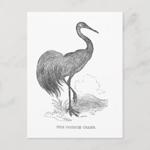 Oude kraanvogel Pen en inkt tekening Briefkaart