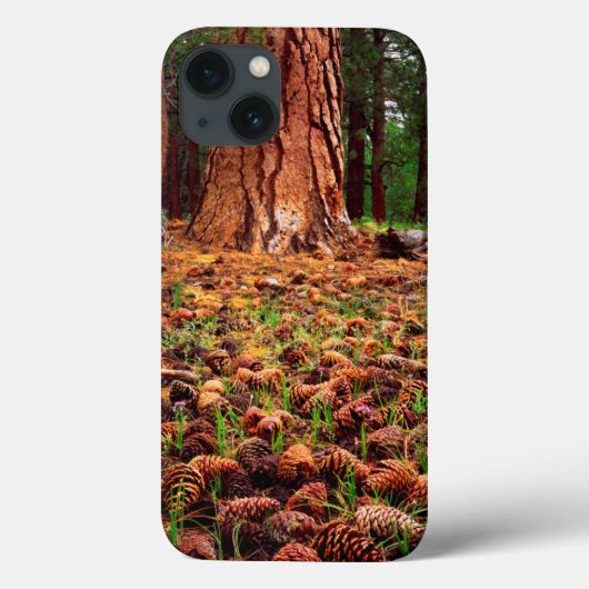 Oude kweek Ponderosa-boom met dennenaaltjes Case-Mate iPhone Case (Achterkant)