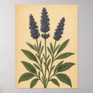 Oude lavendel op verweerd papier poster