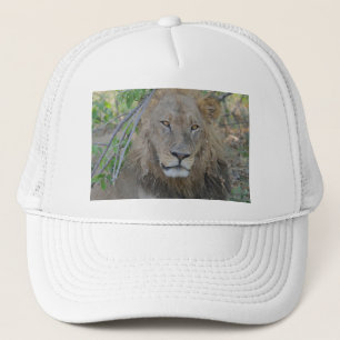 Oude leeuw aan het rondhangen. trucker pet