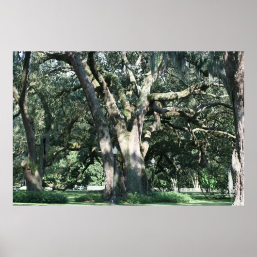 OUDE LOUISIANA OAK TREE POSTER (Voorkant)