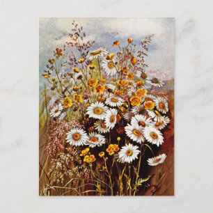 Oude madeliefjes boterbloemen wilde bloemen briefkaart