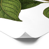 Oude Magnolia Poster (Hoek)