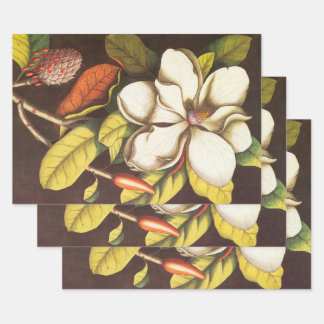 Oude magnoliabloemen plant met zaden inpakpapier vel