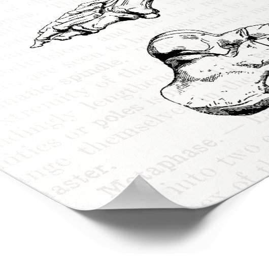 Oude medische kunst Menselijke anatomie Botten van Poster (Hoek)