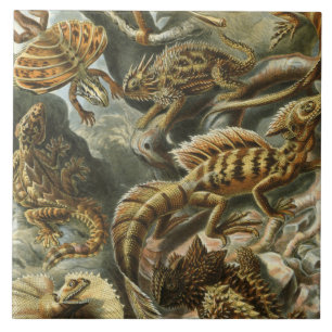 Oude mode-illustratie van Ernst Haeckel Lacertilia Tegeltje