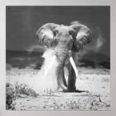 Oude olifant poster (Voorkant)