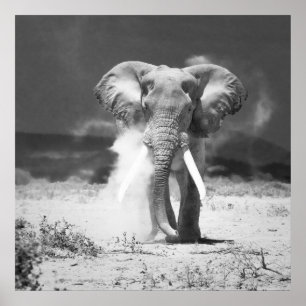 Oude olifant poster