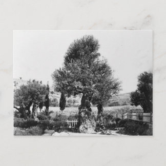Oude olijfbomen in de tuin van Gethsemane Briefkaart