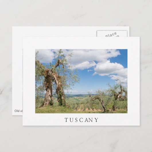 Oude olijfbomen in een landschap in Toscane Briefkaart (Voorkant / Achterkant)