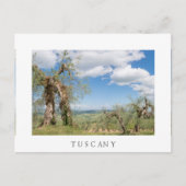 Oude olijfbomen in een landschap in Toscane Briefkaart (Voorkant)