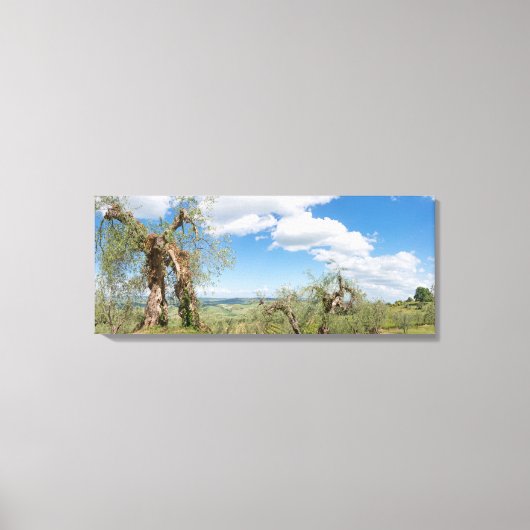 Oude olijfbomen in een landschap in Toscane Canvas Afdruk (Voorkant)