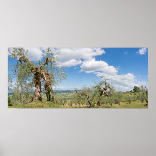 Oude olijfbomen in een landschap in Toscane Poster (Voorkant)