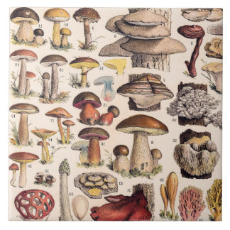 Oude paddenstoelen door Adolphe Millot Tegeltje