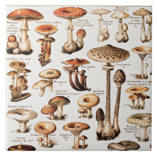 Oude paddenstoelen door Adolphe Millot Tegeltje
