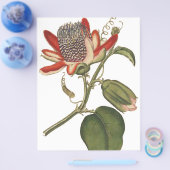 Oude Passiebloem Flyer (Enkel)