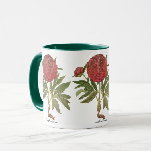 Oude Pioenrozen, Pioenbloemen door Basilius Besler Mok (Voorkant links)