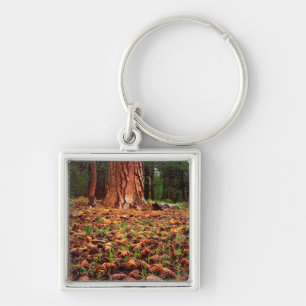 Oude Ponderosa boom met dennenappels Sleutelhanger