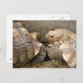 Oude roddels briefkaart (Voorkant / Achterkant)