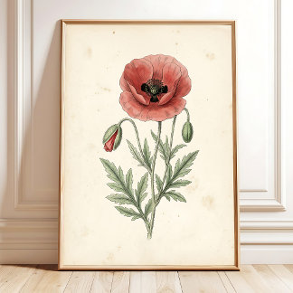 Oude rode klaproos botanische canvasprint poster