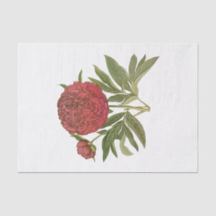 Oude rode pioenrozen #1 bloemen bloemstuk tissuepapier