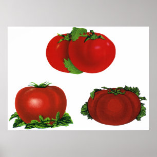 Oude rode rijpe tomaten eten, fruit, groenten poster