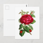 Oude rode roos en lieveheersbeestjes  briefkaart (Voorkant / Achterkant)