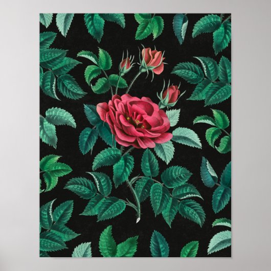 Oude Rode Roos Poster (Voorkant)