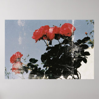 Oude rode rozen tegen een blauwe lucht poster