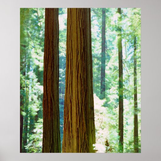 Oude roodroodbomen poster (Voorkant)
