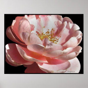 Oude roze roze roze roze Poster afdrukken