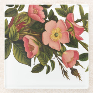 Oude Rozen Mooie Roze Botanisch Glazen Onderzetter